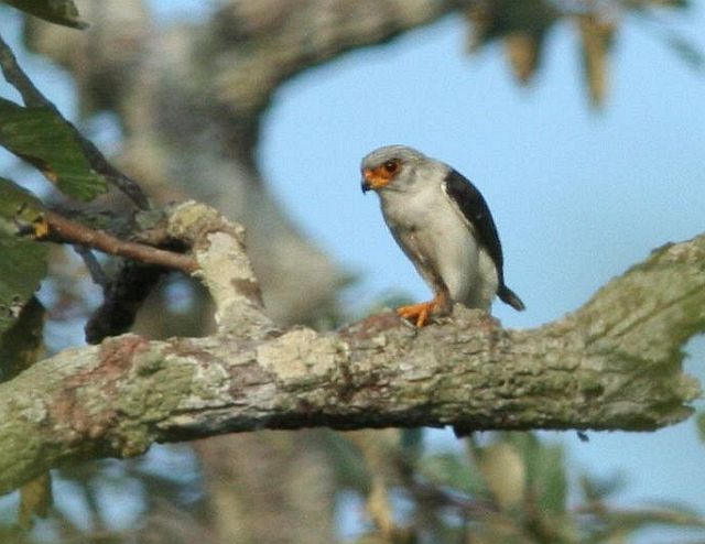 Birmeese dwergvalk - Neohierax insignis