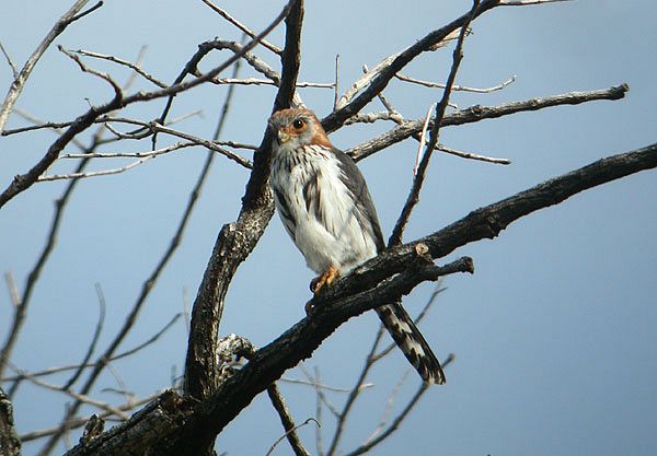 Birmeese dwergvalk - Neohierax insignis