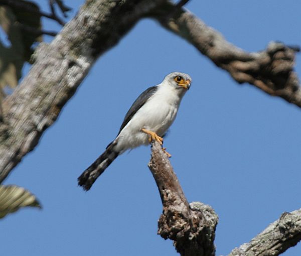 Birmeese dwergvalk - Neohierax insignis