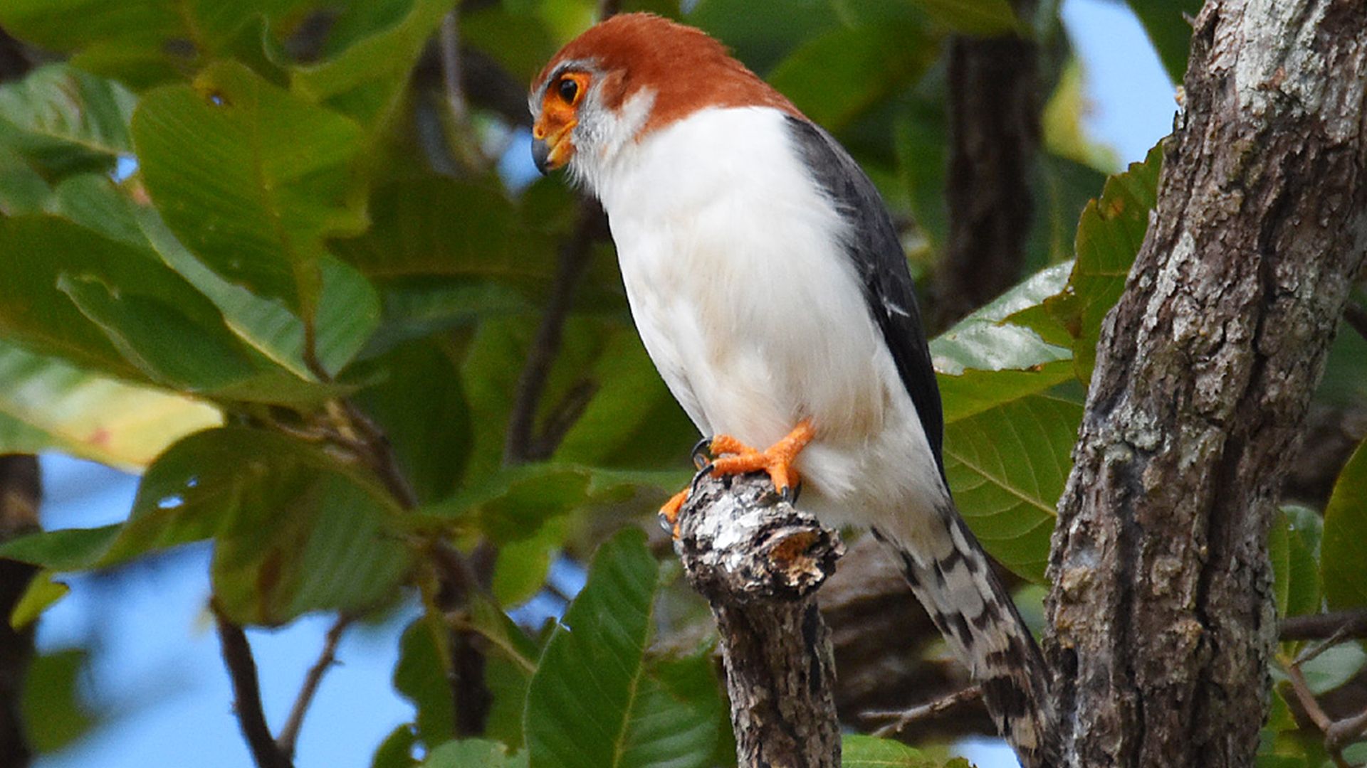 Birmeese dwergvalk - Polihierax insignis