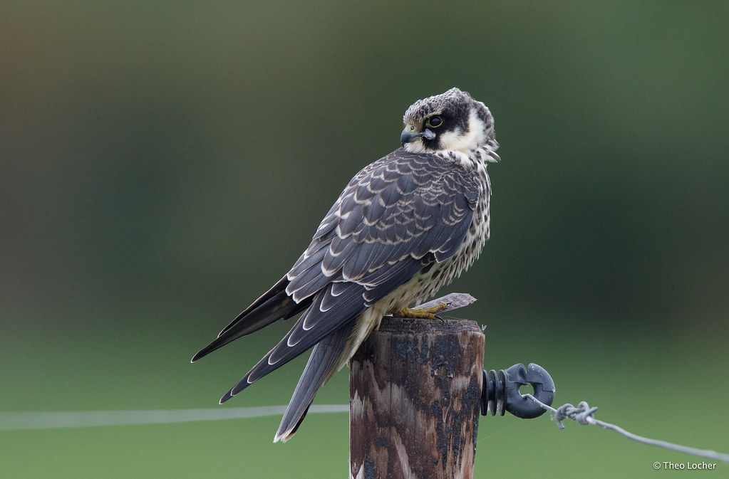 Boomvalk - Falco subbuteo