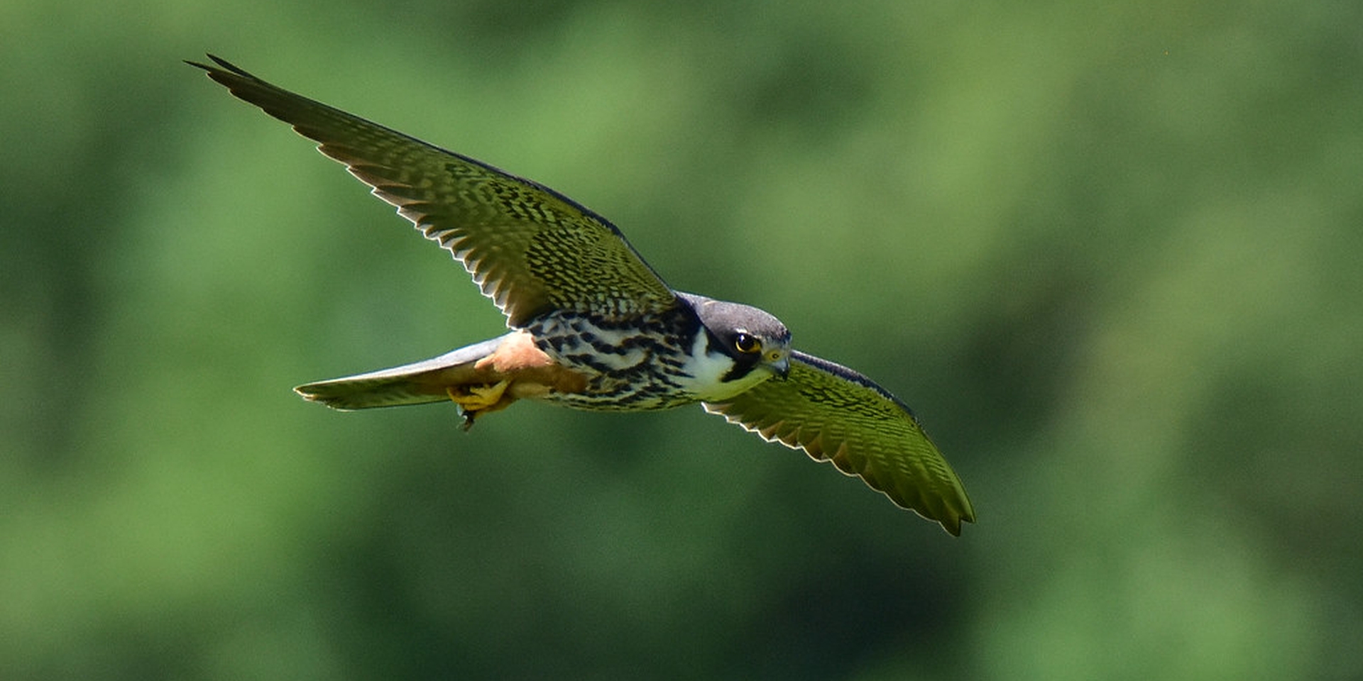 Boomvalk - Falco subbuteo