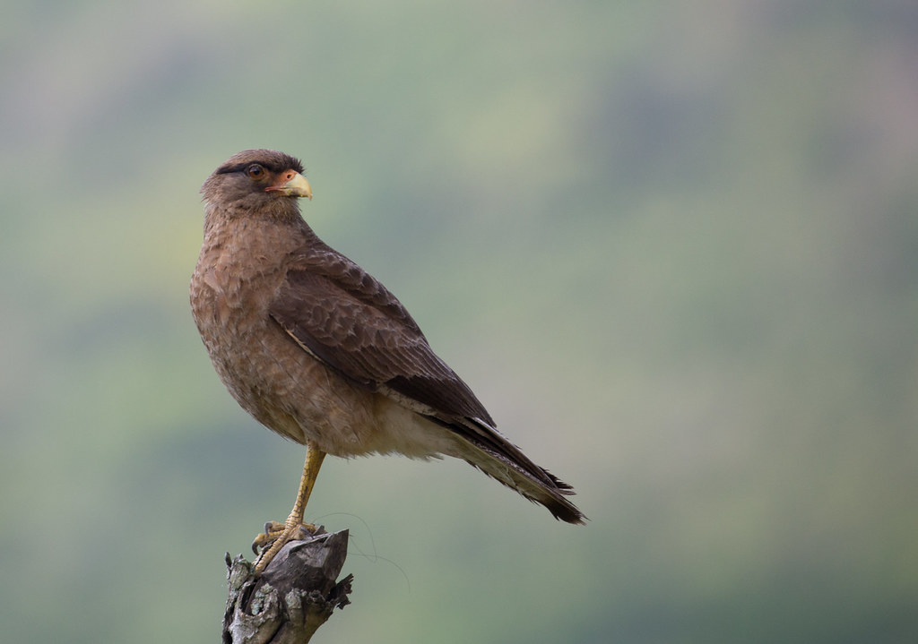 Chimango - Phalcoboenus chimango