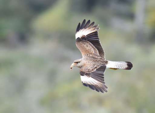 Chimango - Phalcoboenus chimango