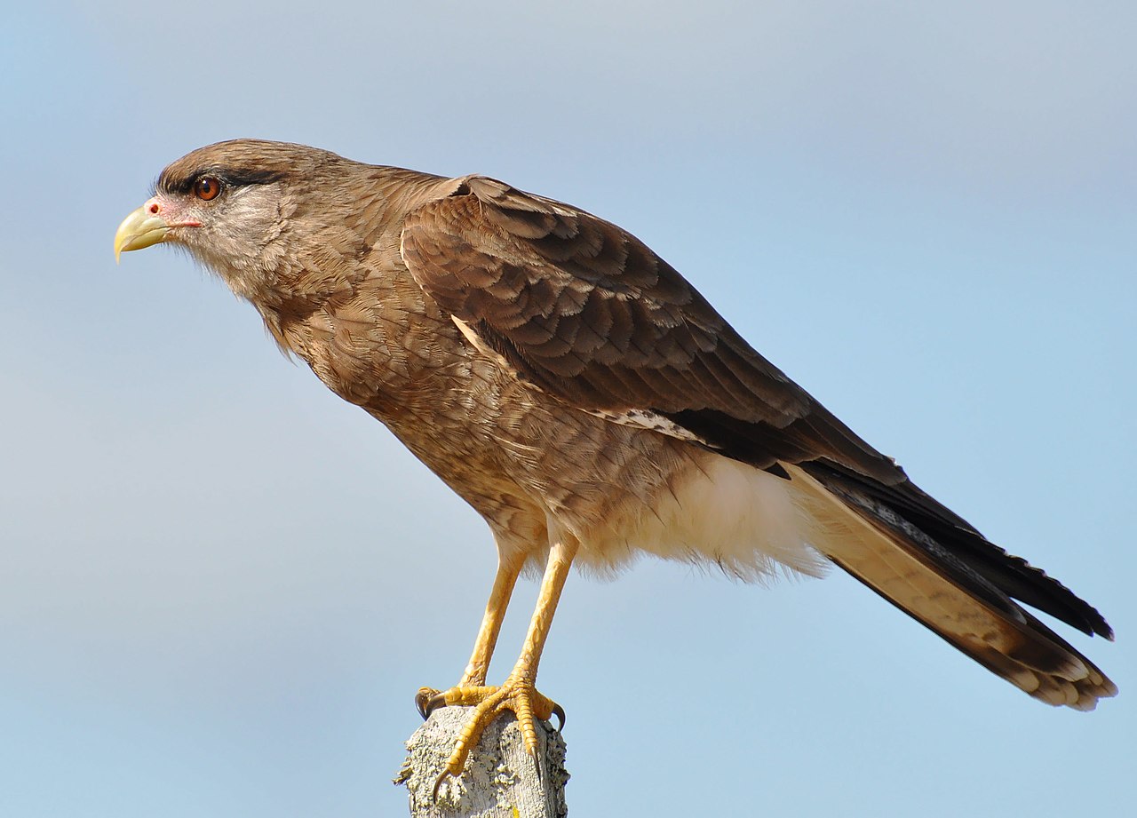 Chimango - Phalcoboenus chimango