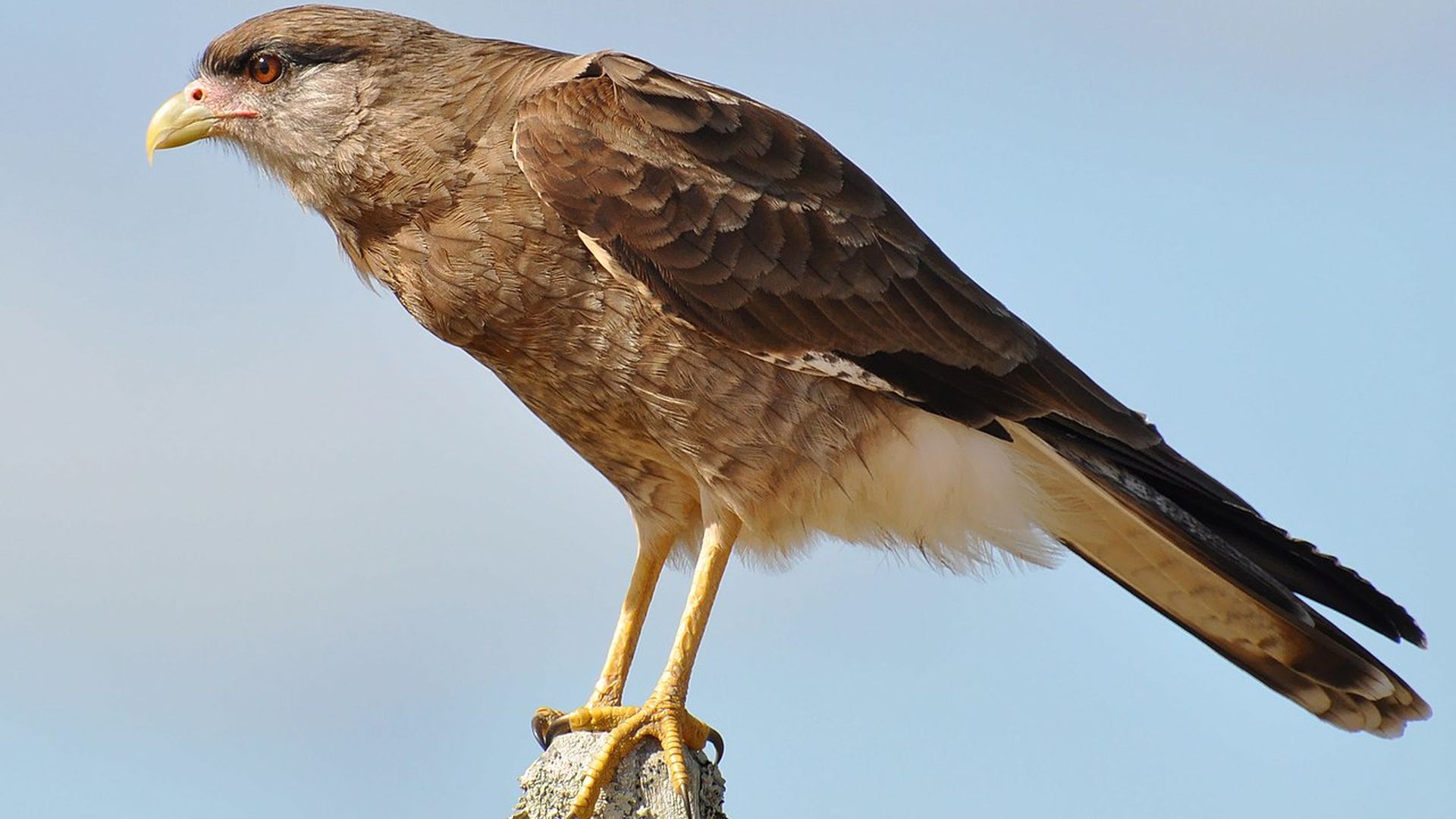 Chimango - Phalcoboenus chimango