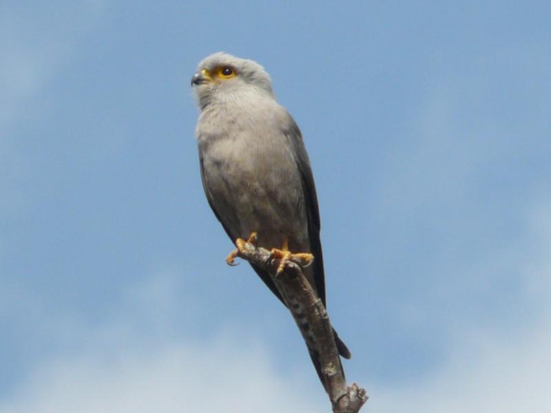 Dickinsons torenvalk - Falco dickinsoni