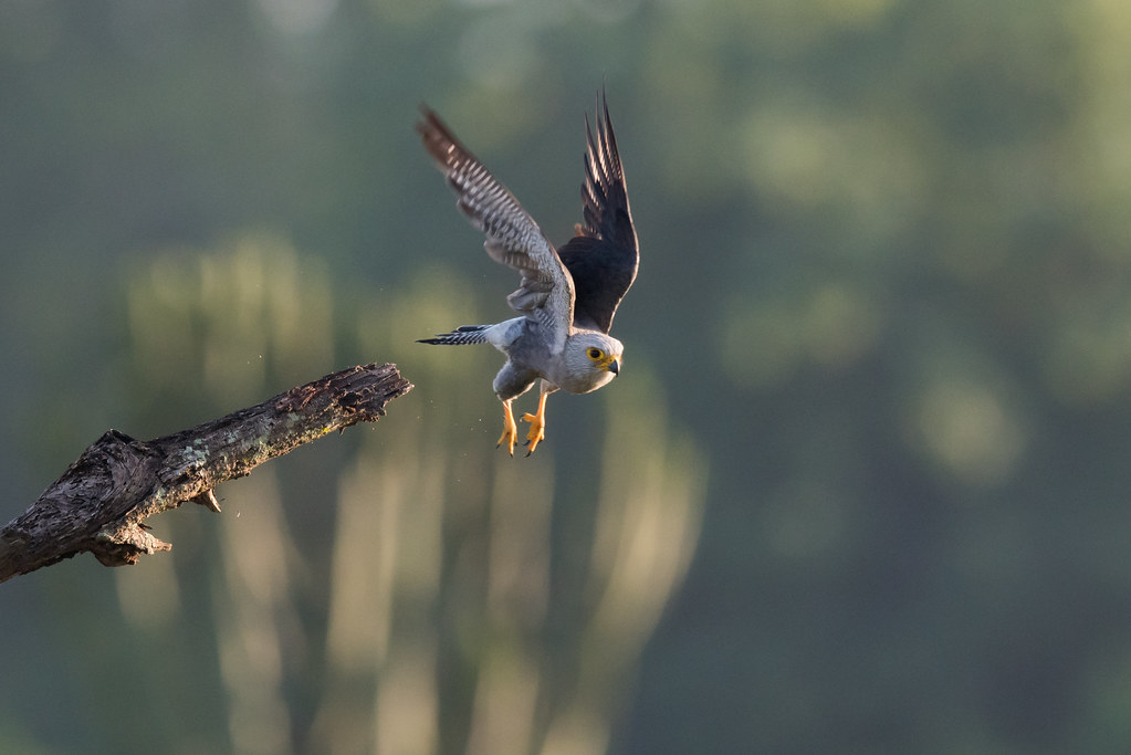 Dickinsons torenvalk - Falco dickinsoni