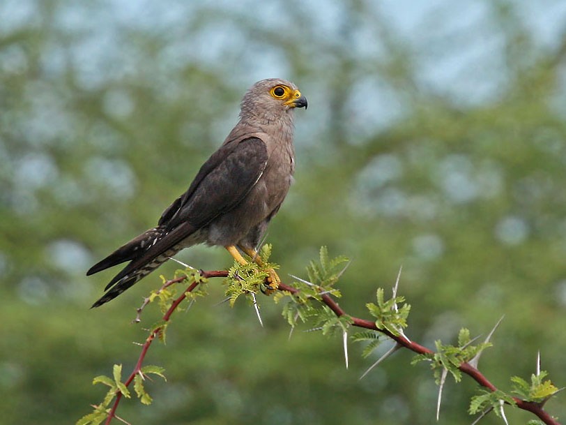 Dickinsons torenvalk - Falco dickinsoni