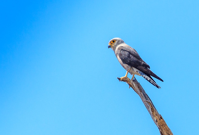 Dickinsons torenvalk - Falco dickinsoni