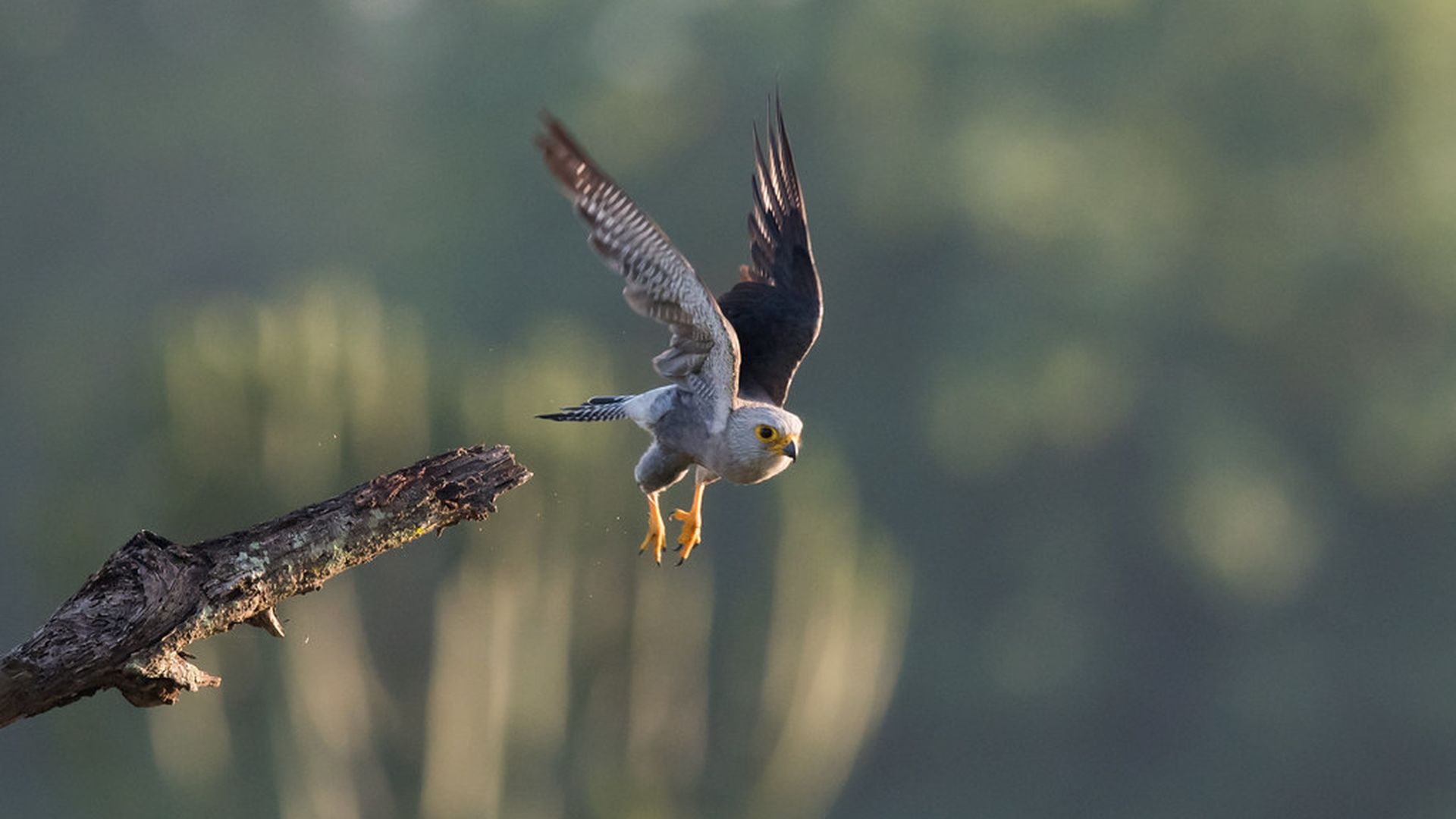 Dickinsons torenvalk - Falco dickinsoni