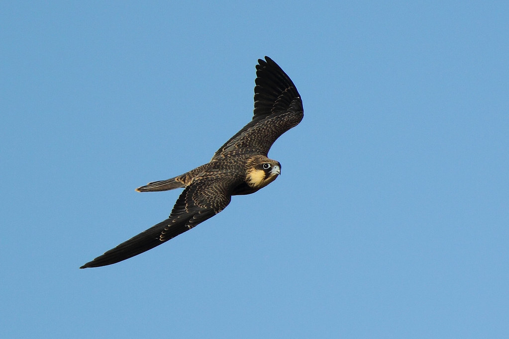 Eleonora's valk - Falco Eleonorae