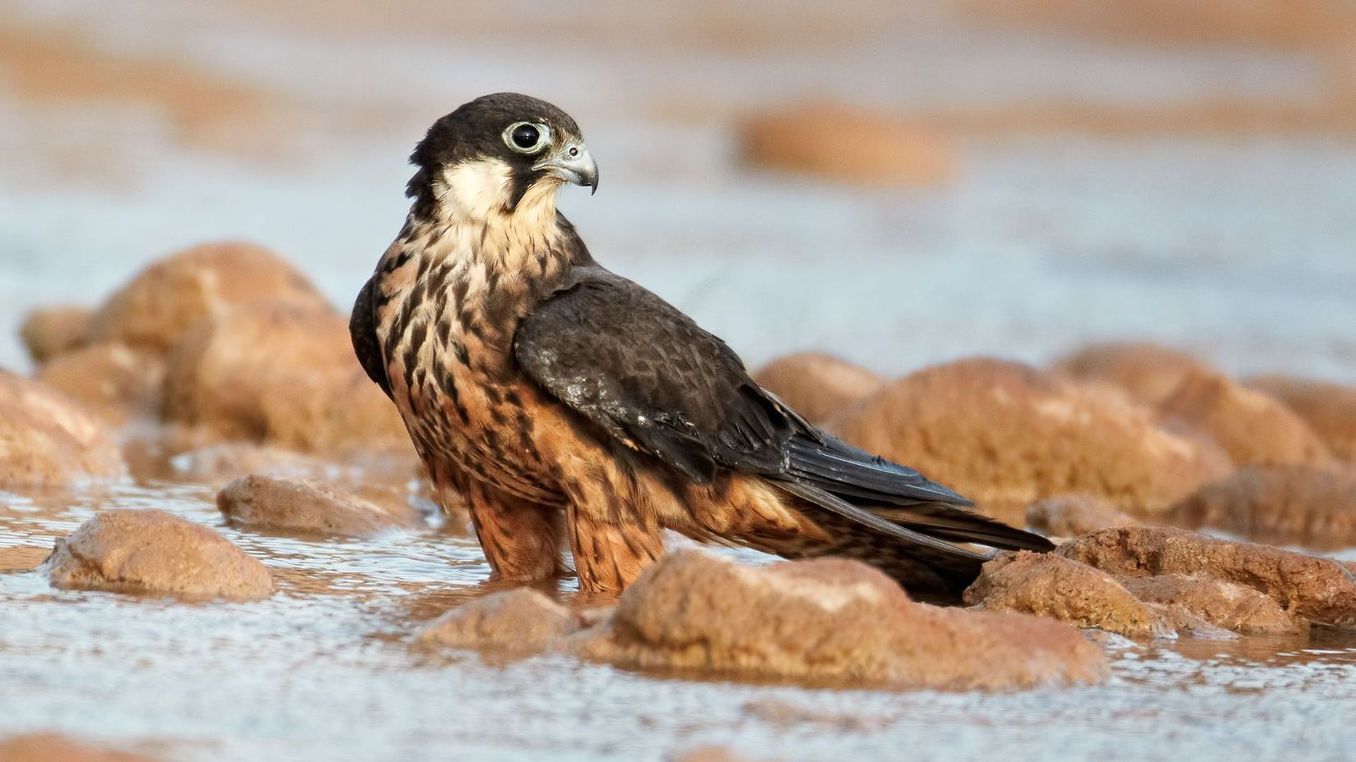 Eleonora's valk - Falco Eleonorae