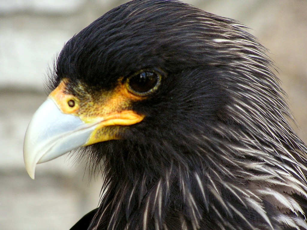 Falkland caracara - Phalcoboenus australis