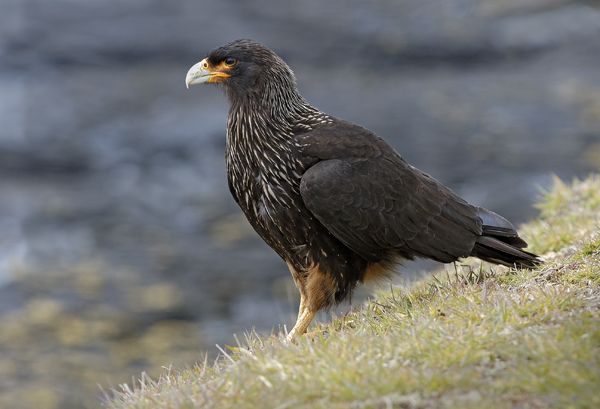 Falkland caracara - Phalcoboenus australis