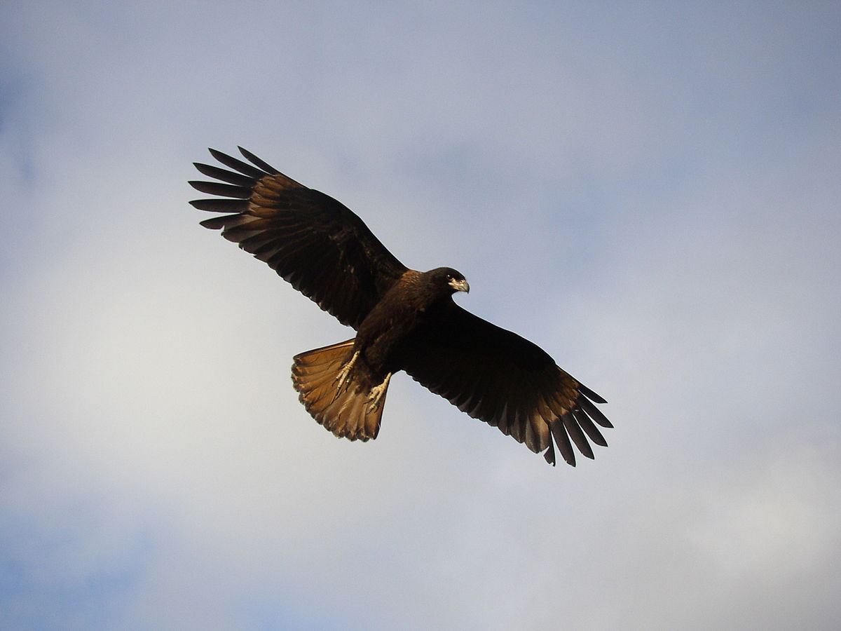 Falkland caracara - Phalcoboenus australis