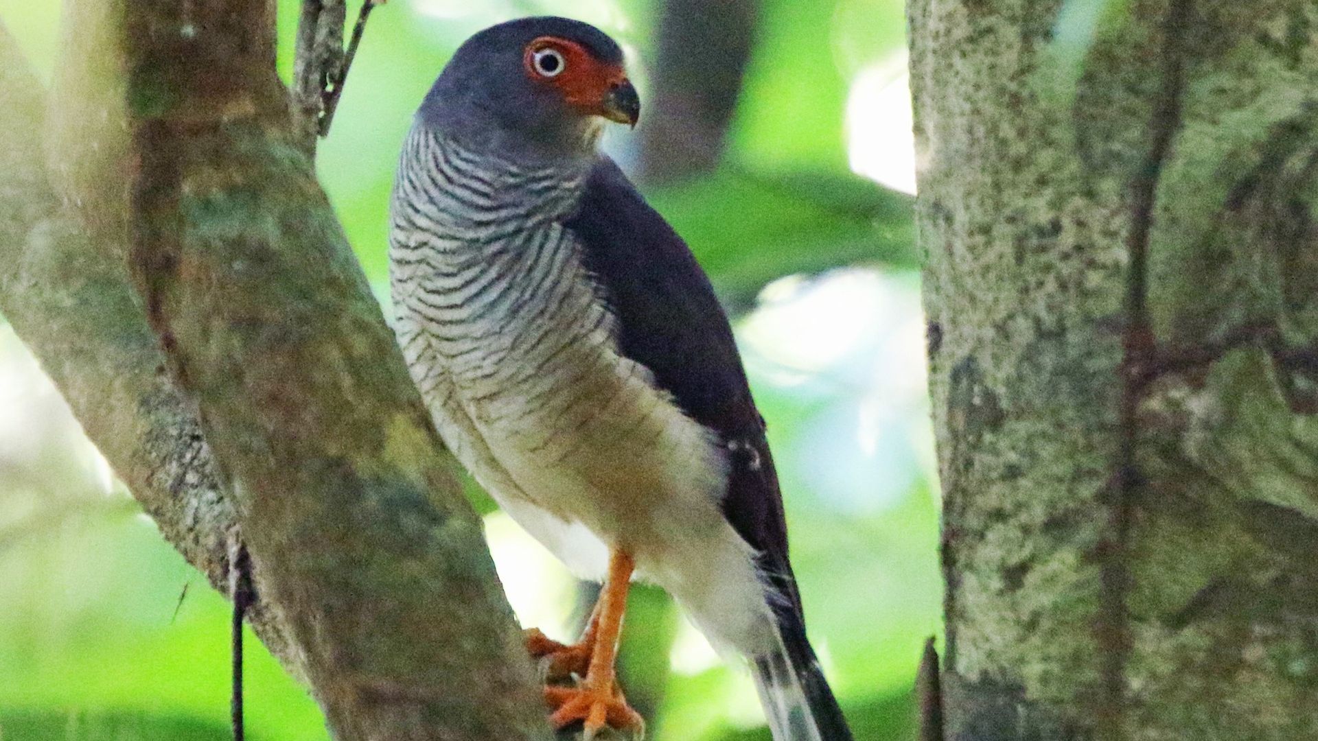 Gebandeerde bosvalk - Micrastur gilvicollis