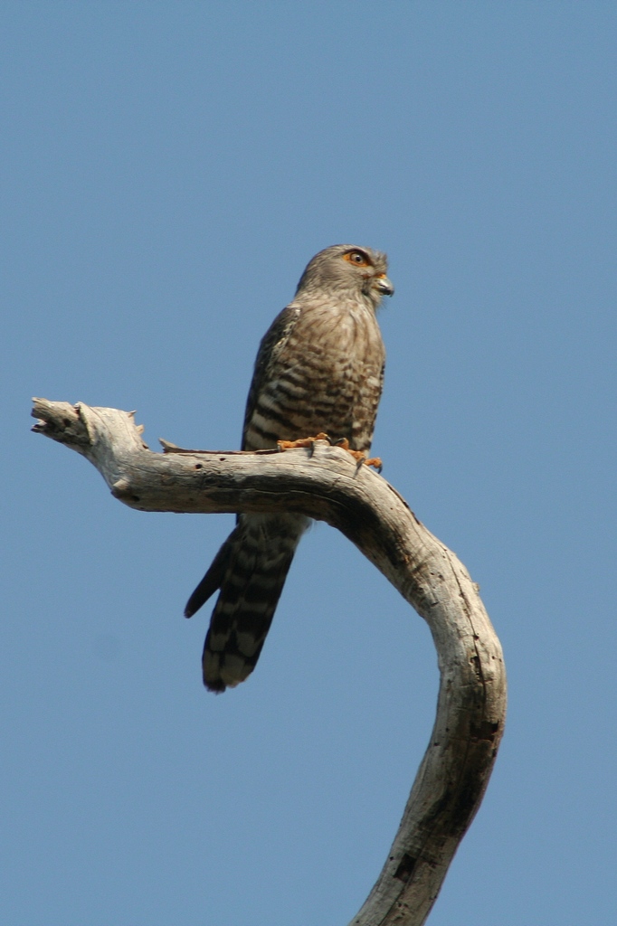 Gebandeerde torenvalk - Falco zoniventris