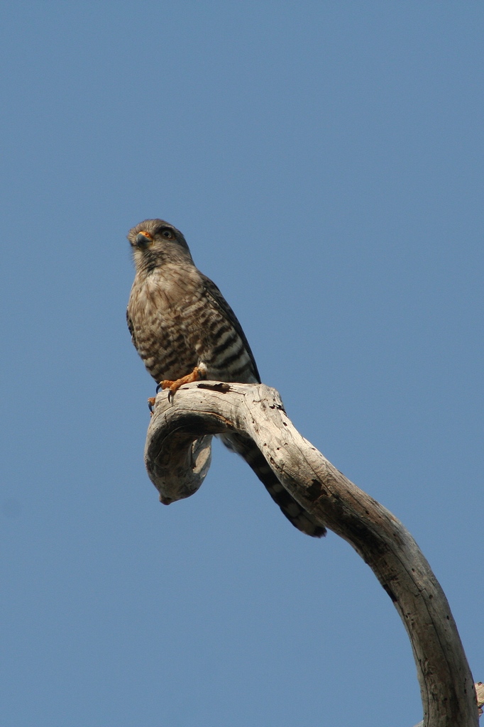 Gebandeerde torenvalk - Falco zoniventris