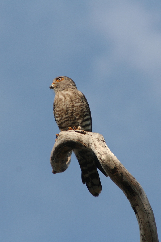 Gebandeerde torenvalk - Falco zoniventris
