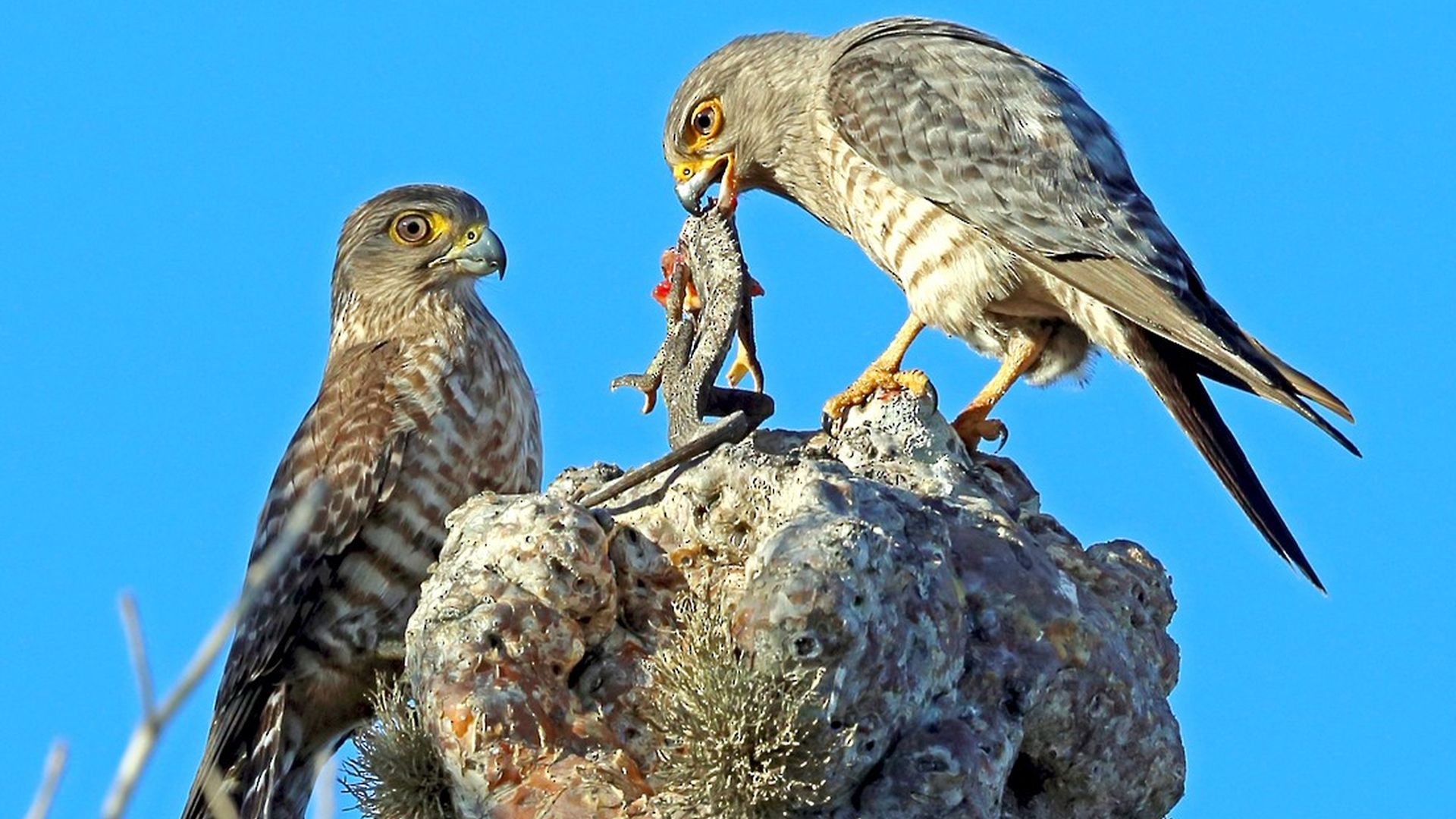 Gebandeerde torenvalk - Falco zoniventris