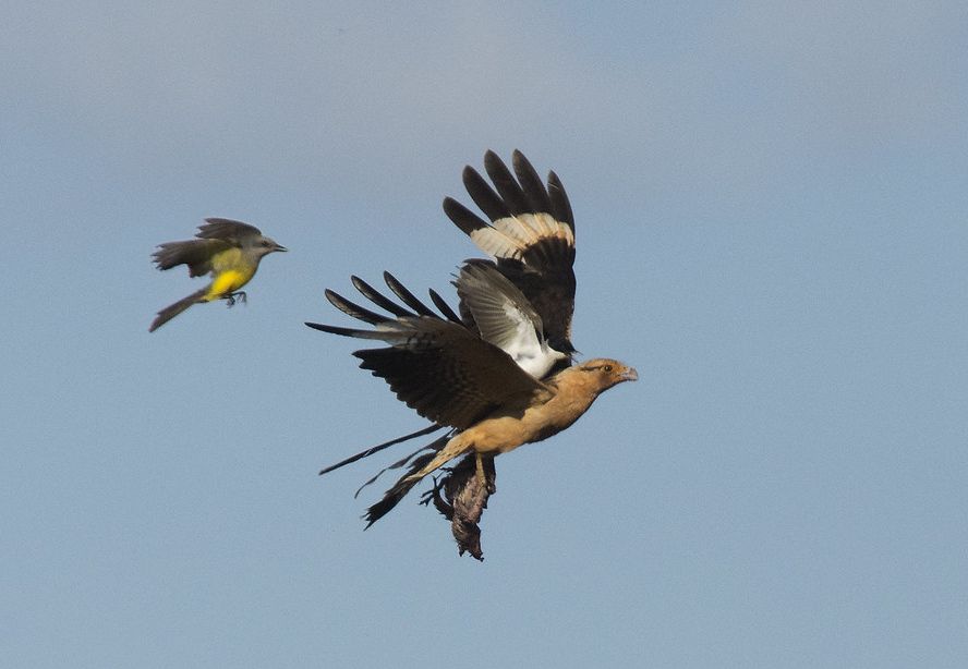 Geelkopcaracara - Milvago chimachima