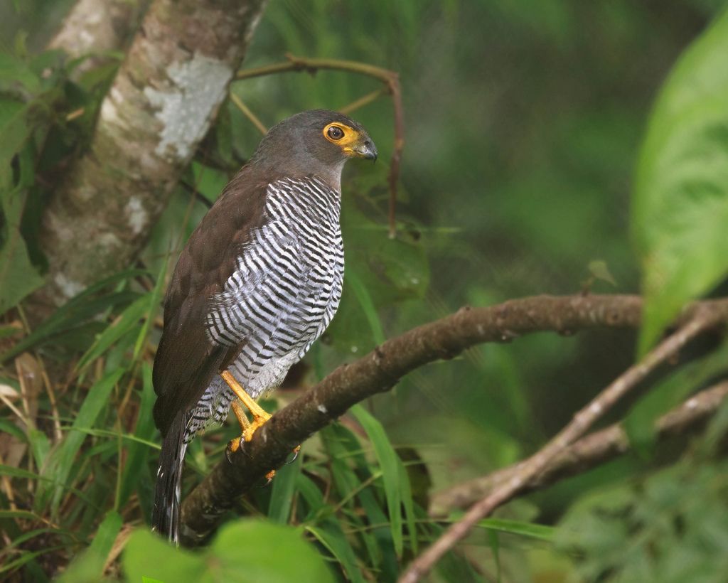 Gestreepte bosvalk - Micrastur ruficollis