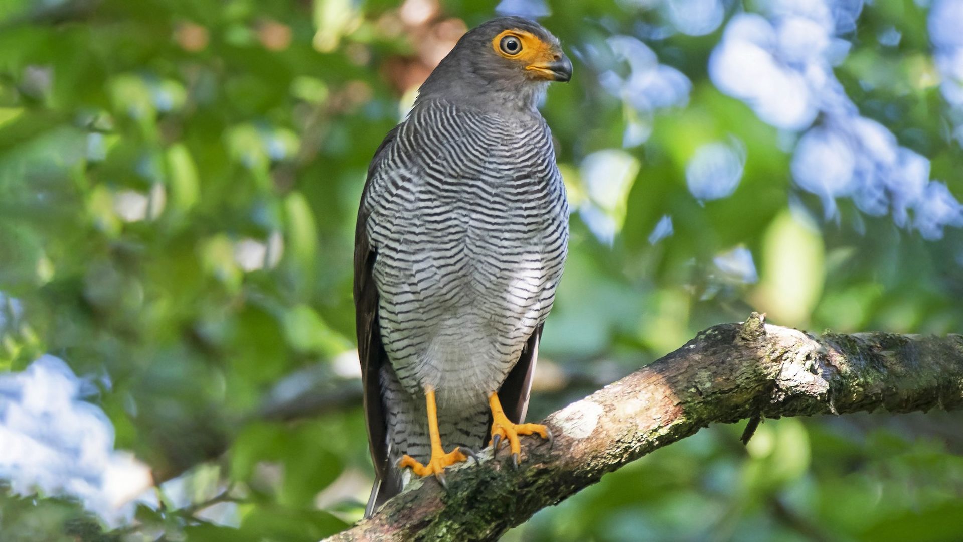 Gestreepte bosvalk - Micrastur ruficollis