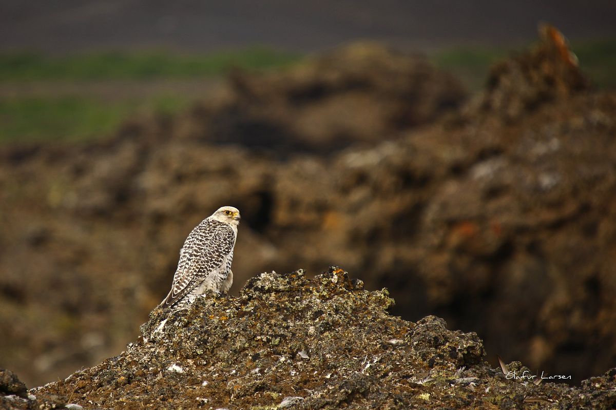 Giervalk - Falco rusticolus