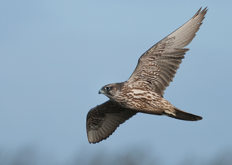 Giervalk - Falco rusticolus
