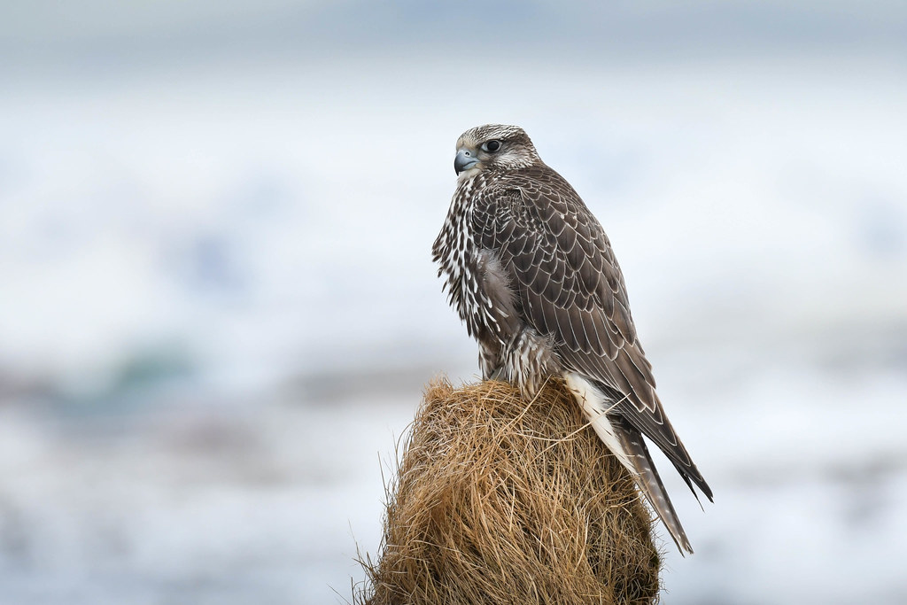 Giervalk - Falco rusticolus