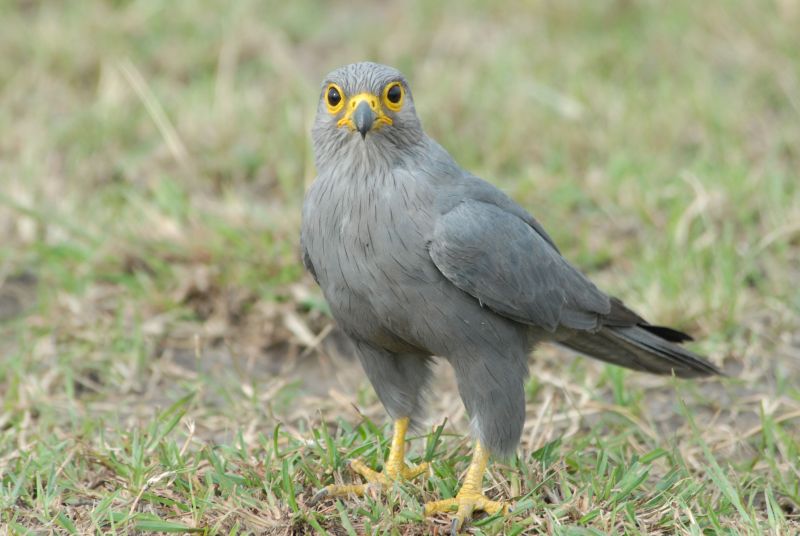 Grijze torenvalk - Falco ardosiaceus