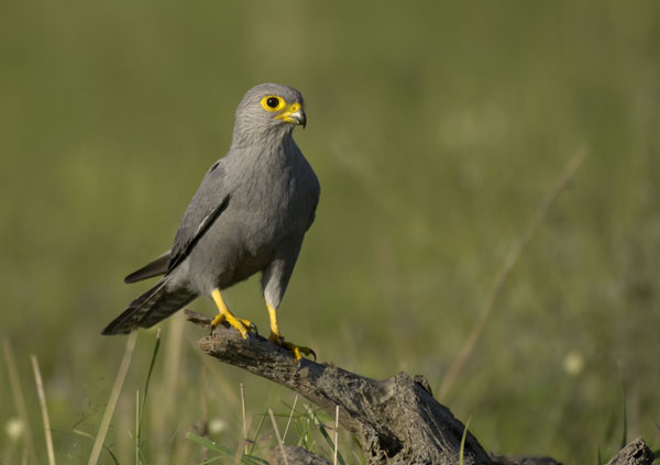 Grijze torenvalk - Falco ardosiaceus