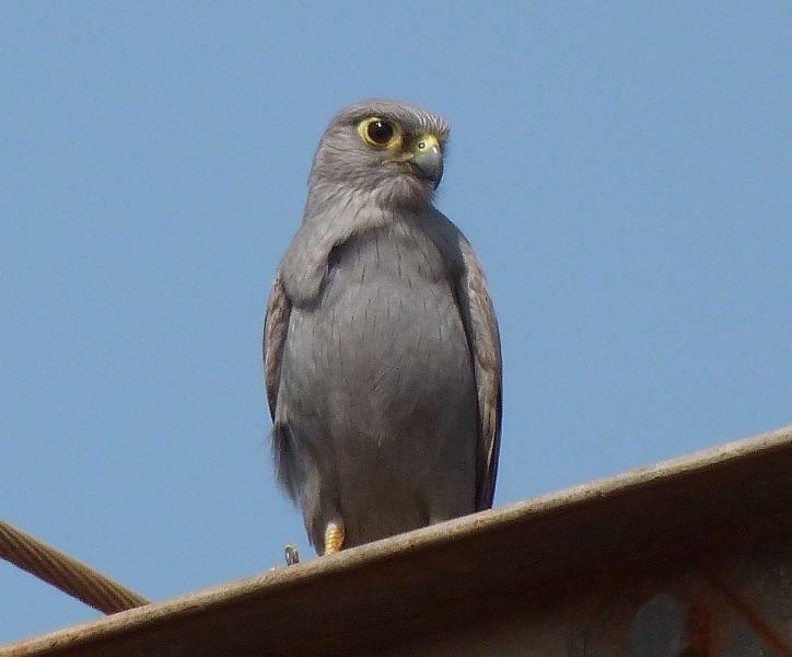 Grijze torenvalk - Falco ardosiaceus