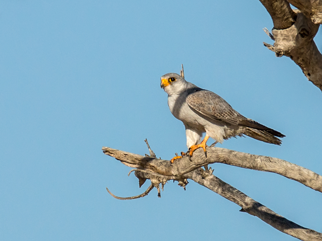 Grijzevalk - Falco hypoleucos