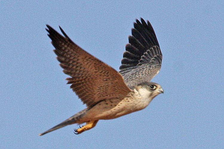 Grijzevalk - Falco hypoleucos