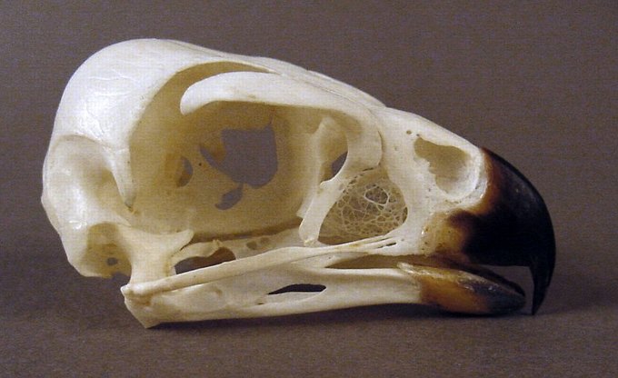 Schedel Grote bosvalk - Micrastur semitorquatus