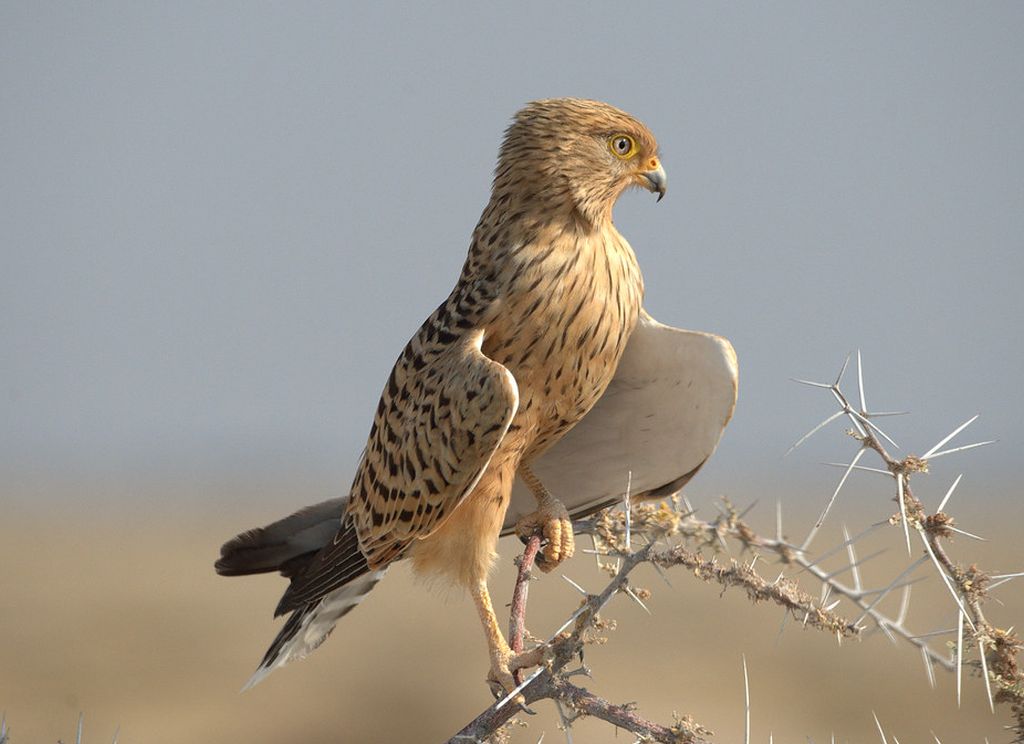 Grote torenvalk - Falco rupicoloides