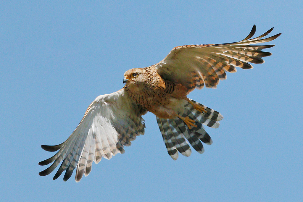Grote torenvalk - Falco rupicoloides