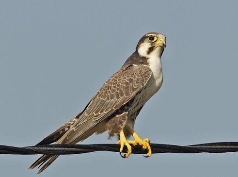 Indische Lannervalk - Falco jugger