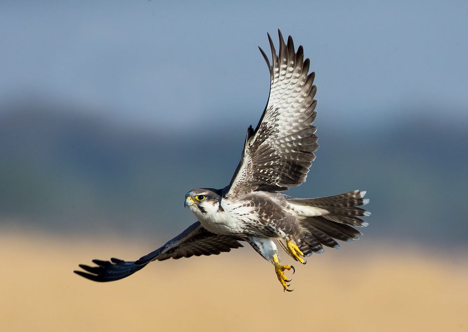 Indische Lannervalk - Falco jugger