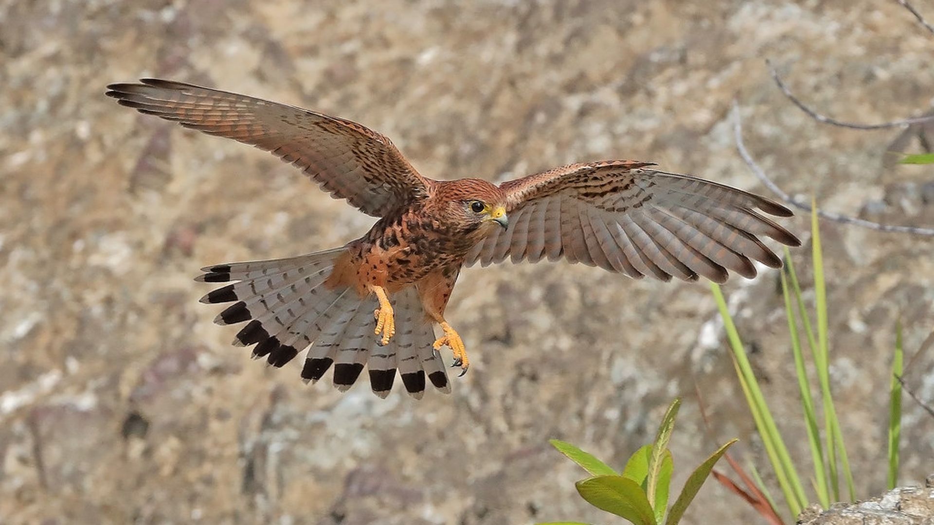 Indische torenvalk - Falco moluccensis