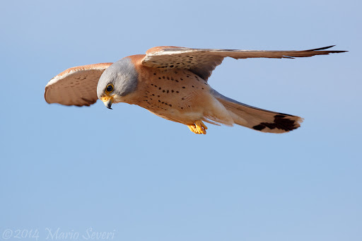 Kleine torenvalk - Falco Naumanni