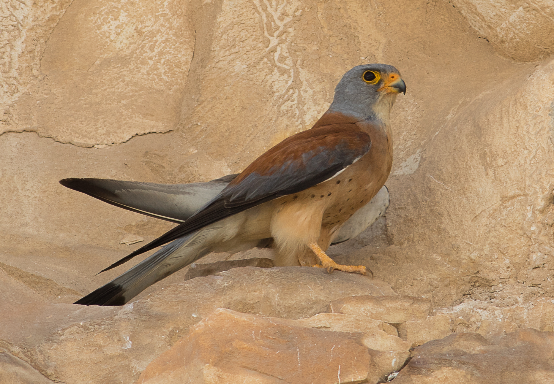 Kleine torenvalk - Falco Naumanni