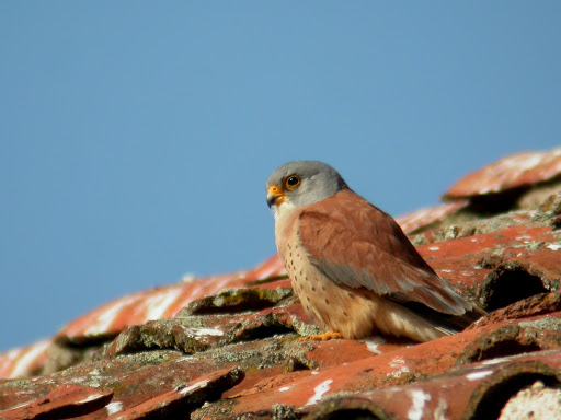 Kleine torenvalk - Falco Naumanni