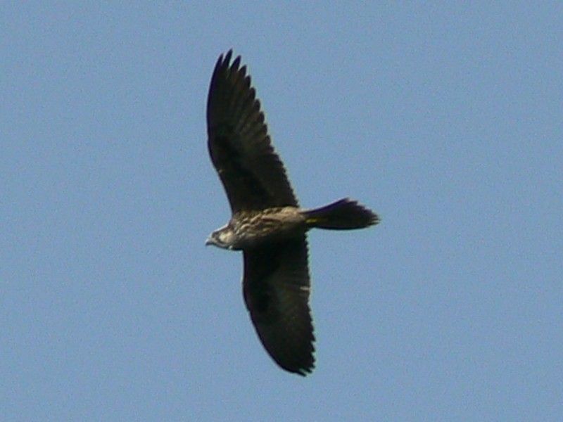 Lannervalk - Falco Biarmicus