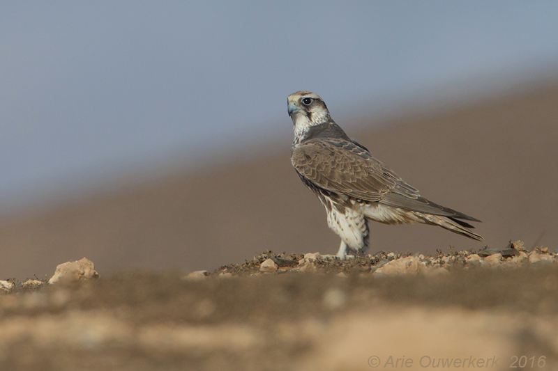 Lannervalk - Falco Biarmicus