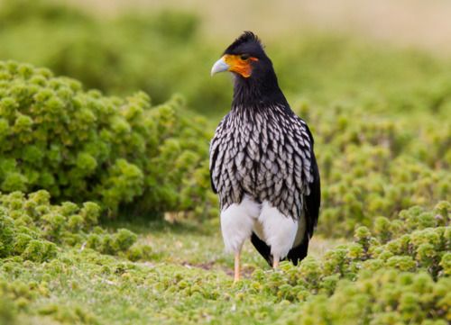 Lelcaracara - Phalcoboenus carunculatus