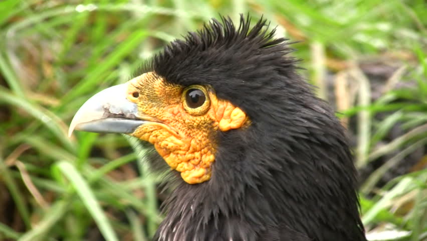 Lelcaracara - Phalcoboenus carunculatus