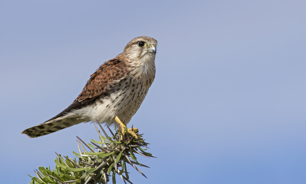 Madagaskar torenvalk - Falco newtoni